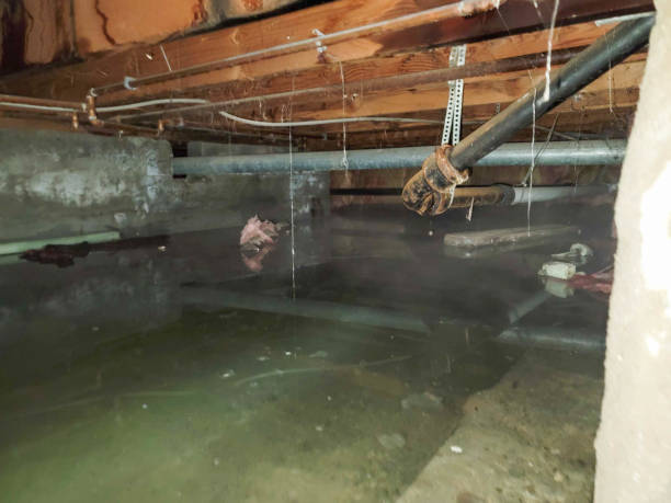 Best Flooded house restoration  in Brownsville, TX