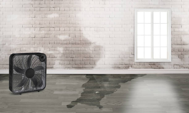 Best 24-hour water damage restoration  in Brownsville, TX